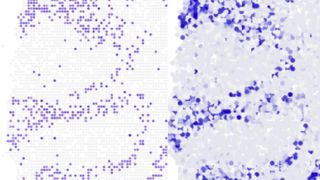 Wo im Mäuse-Kleinhirn wird gerade das Gen Neurod1 abgelesen? Der Längsschnitt zeigt, dass der Algorithmus (rechts) diese Frage anhand vorliegender Einzelzell-Sequenzierdaten sehr zuverlässig beantworten kann. Links zum Vergleich das Ergebnis aus Experimenten. (AG N. Rajewsky, MDC)