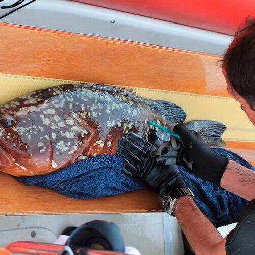 The study used visual censuses and the analysis of stable isotopes to determine the abundance and trophic niche of carnivorous fish in marine reserves and areas open to fishing. The study used visual censuses and the analysis of stable isotopes to determine the abundance and trophic niche of carnivorous fish in marine reserves and areas open to fishing.
