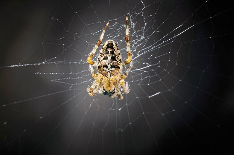 Angst vor Spinnen ist in der Bevölkerung weit verbreitet. Nimmt diese extreme Formen an, spricht man von Arachnophobie. (Roberto Schirdewahn)