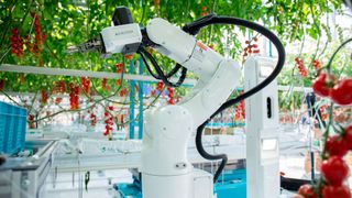 An intelligent and autonomous harvesting machine is the result of a collaboration between Denso and Certhon. The robot can not only harvest tomatoes but also measure and control the greenhouse temperature. (Image:Denso)