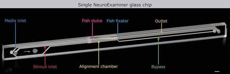 Abb. 1: Der Neuroexaminer aus Glas. Der Kanal für die Zebrafische ist mit einem blauen Pfeil gekennzeichnet. Die Schleuse, durch welche die Zebrafischlarve in das System eingeführt wird, befindet sich links der Mitte und ist mit einem magentafarbenen Pfeil markiert. Die weiße Maßstabsmarke unten rechts zeigt einen Millimeter. (Mattern, K., von Trotha, J.W., Erfle, P. et al. NeuroExaminer: an all-glass microfluidic device for whole-brain in vivo imaging in zebrafish. Commun Biol 3, 311 (2020))