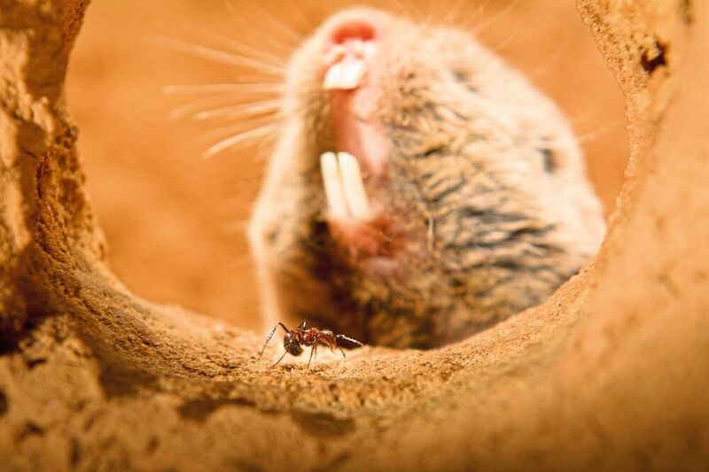 Der Highveld-Mull lebt oft mit Natal-Droptail-Ameisen zusammen – gegen ihren schmerzhaften Giftcocktail scheint er immun zu sein. (Dewald Kleynhans, University of Pretoria)