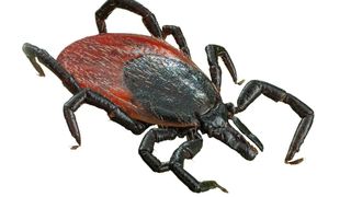 Zecken sind mittlerweile auch schon in den Wintermonaten aktiv. Sie sind ein relevanter Überträger von FSME-Viren. (Bild: Jürgen Kottmann - stock.adobe.com)