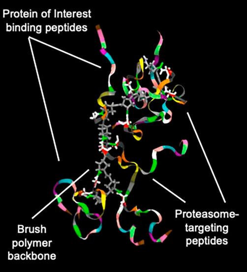 The researchers tested a specific class of these PLPs, called Hydracs (Hybrid Degrading Copolymers), on two particularly problematic proteins: MYC and KRAS. (Source:  Nathan Gianneschi/Northwestern University)