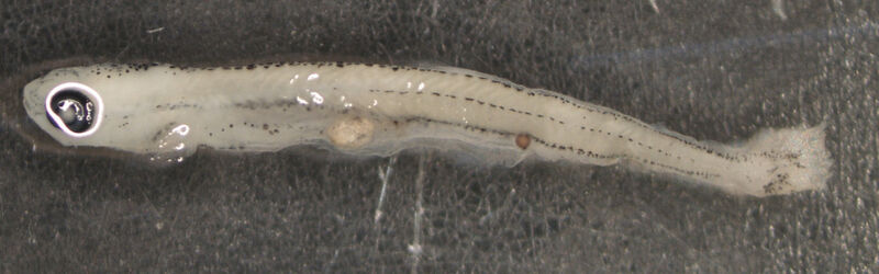 Junge Fischlarve (ca. 12 mm) aus der Donau mit einem Plastikpartikel im Darmtrakt. (Bild: R. Krusch)