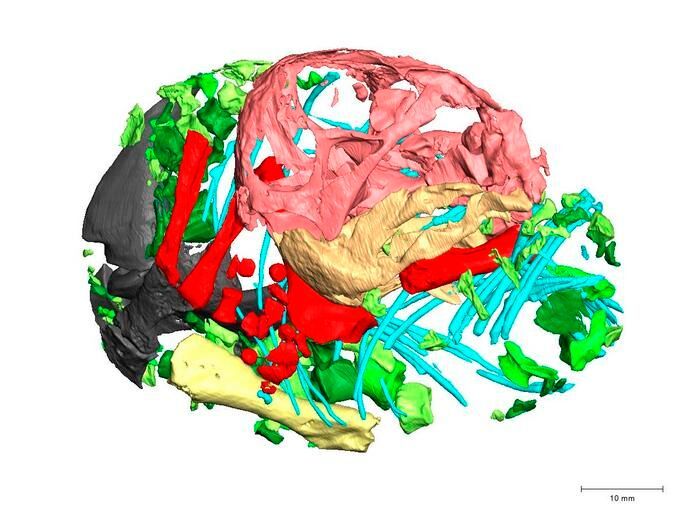 3D reconstruction of the skeleton (Source: Professor Julien Benoit)