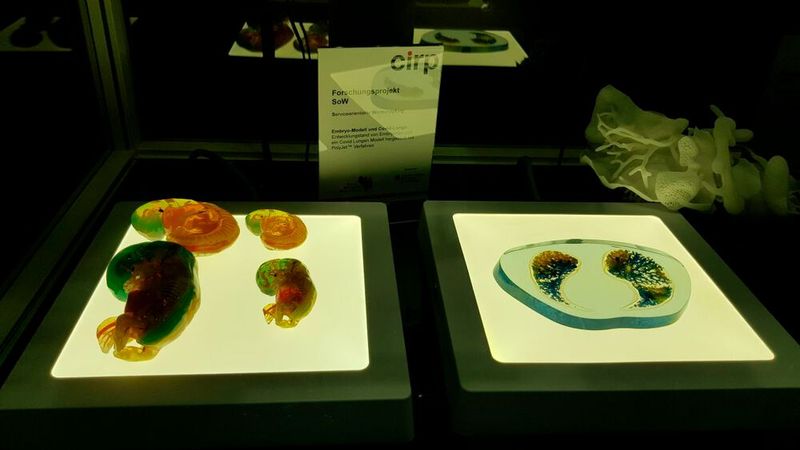 Der AM-Dienstleister Cirp ist Partner mehrerer Forschungsprojekte. Im Projekt „Serviceorientierte Wertschöpfung“ wurden Modelle von Embryonen und einer Covid-Lunge mittels Polyjet-Verfahren erstellt ... (Bild: D.Quitter / VCG)