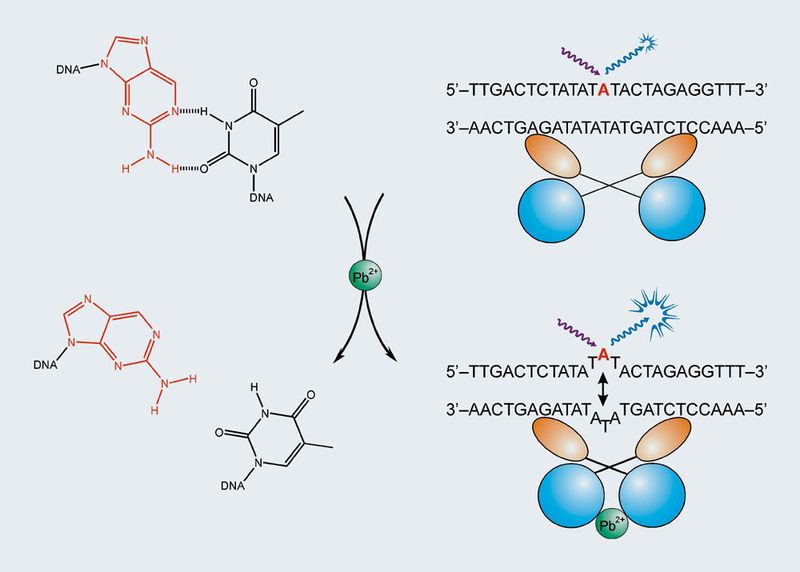 Abb.3: Schematische Darstellung der Funktionsweise des Biosensors  auf PbrR-Basis (nach [13]). In Abwesenheit von Pb2+ ist die Fluoreszenz der modifizierten Base A, 2-Aminopurin, gelöscht. Die Komplexierung von Pb2+ induziert ein Aufbrechen der Basenpaarung, und A zeigt nach Anregung bei 315 nm seine starke Fluoreszenz mit einem Maximum bei 380 nm. (Archiv: Vogel Business Media)