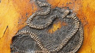 Die neu beschriebene Pythonart Messelopython freyi ist der älteste bekannte fossile Nachweis eines Pythons weltweit. (Senckenberg)