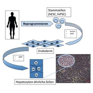Abb. 1: Fortschritte der Stammzellbiologie haben es ermöglicht, dass im Prinzip jeder menschliche Zelltyp in der Kulturschale hergestellt werden kann.