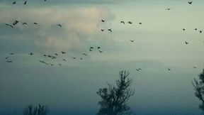 The model showed that birds in that position experience an 11 % reduction in the mechanical power needed for flight.  (Source: Unsplash)