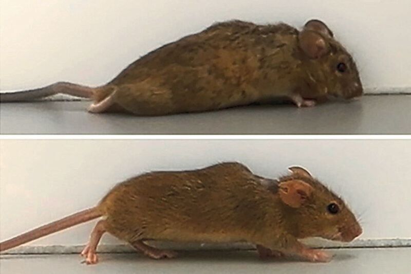 Zwei bis drei Wochen nach der Behandlung begannen die zuvor gelähmten Mäuse zu laufen.