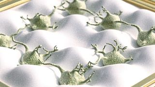 Schematische Darstellung neuronaler Zellen auf einem Bio-Chip. Das angelegte Schallwellenfeld beeinflusst sowohl die Positionierung der Zelle als auch die Auswüchse der neuronalen Fortsätze, die diese Zellen verknüpfen. (Christoph Hohmann, NIM)