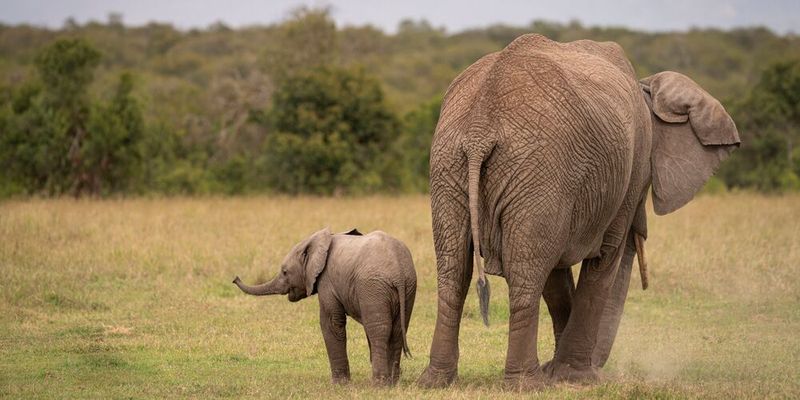 Weiblicher Afrikanischer Elefant mit Kalb(Bild:  Leibniz-IZW/Jan Zwilling)