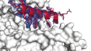 Komplex, bestehend aus dem 14-3-3-Protein (hellgrau), einem Teil des Partnerproteins (rot) und dem maßgeschneiderten „Klebemolekül“ (blau). (Universität Duisburg-Essen)