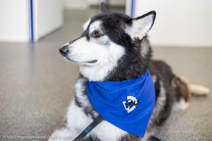 img-9801 (VOLZ Maschinenhandel GmbH & Co. KG)