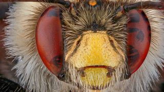 Roboter-Bienen auf dem Mars: Ein Schwarm kompakter Drohnen verspricht Ausfallsicherheit. (gemeinfrei)