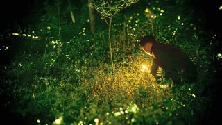 Forscher haben Leuchtstoffe wie die von Glühwürmschen entwickelt, mit denen Sie Pestiziden auf die Spur kommen wollen (Symbolbild). (Jerry Zhang)