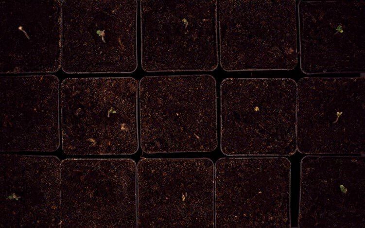 For soil-germinated seeds, our image processing software can detect germination via seedling emergence, and again the shoots that emerge from the soil can be measured. (Lemnatec)