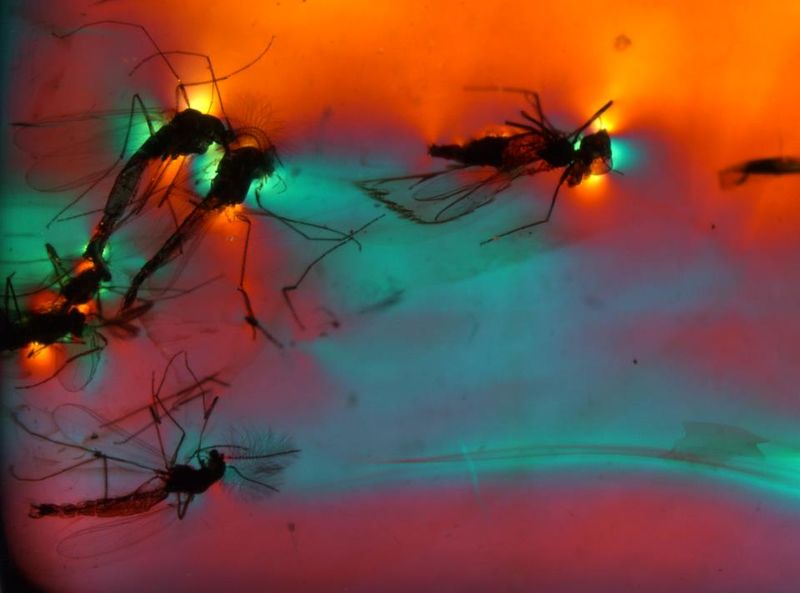 Einschlüsse von Mücken in Baltischem Bernstein. Fundort: baltische Ostseeküste. Bernstein ist ein fossiles Baumharz, das im vorliegenden Fall vor ca. 35 - 40 Millionen Jahren in Wäldern im Gebiet des heutigen Baltikums entstanden ist. Bernstein enthält gelegentlich Einschlüsse von Insekten, Spinnen, kleinen Wirbeltieren u.a., die auf dem Harz kleben geblieben sind und von nachfolgenden Harzlagen überdeckt und so exzellent konserviert wurden. Nach dem Absterben des Baumes wurden die Harzknollen in Flüsse und nachfolgend in Meer gespült, wo sie im Sediment eingebettet fossilisiert wurden. Obwohl Bernstein eine amorphe Substanz und theoretisch optisch isotrop ist, können im polarisierten Licht die Fliessstrukturen des Bernsteins aufgrund interner Spannungen sichtbar gemacht werden, ebenso die Spannungen, die durch die Einschlüsse verursacht werden. Der Einsatz von polarisierten Licht und dem Rot-1 Kompensator bewirkt die intensiven Farben im ansonsten goldgelben Bernstein. Bildbreite: 12 mm, Auflicht (Glasfaser) im Dunkelfeld, HDRI-Tonemapping, Leica MZ16 Stereomikroskop (Michael Hügi, Schweizerisches Gemmologisches Institut)