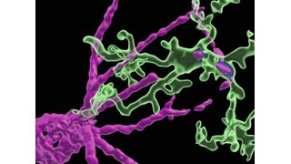 Mikroglia (grün) und das perineurale Netz (magenta), was sich schützend um die Neuronen und die Verbindungsstellen (Synapsen) legt. (IST Austria)
