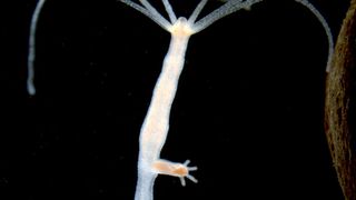 Die experimentelle Biologie hat der Entdeckung des Süßwasserpolypen Hydra vor über 300 Jahren eine Menge zu verdanken. Hydra wurde das erste Mal 1702 von Antoni van Leeuwenhoek beschrieben. 1744 publizierte dann Abraham Trembley eine Reihe bemerkenswerter Experimente mit Hydra, die ersten, die Regeneration, Gewebe­trans­plan­tation und asexuelle Reproduktion in Tieren zeigten. Das Foto zeigt einen knospenden Polypen der Art Hydra magnipapillata. (Bild: Melanie Mikosch/Thomas Holstein, COS Heidelberg)