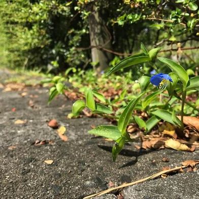 Kobe University ecologist USHIMARU Atushi has been studying the Asiatic dayflower, scientifically known as Commelina communis, for over 20 years and realized it grows vigorously in urban environments, making it an ideal subject for investigating the effects this environment has on plants. (Source: Nakata Taichi et al., Journal of Ecology 2025 (DOI 10.1111/1365-2745.70193))