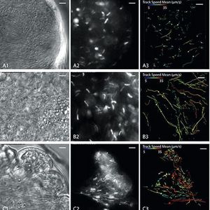 (Bild: Lehrstuhl Zoologie I/eLife)