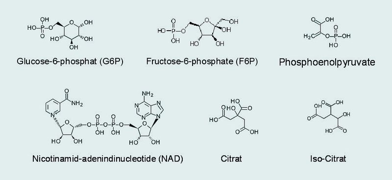 Abb. 2 Chemische Strukturformeln von typischen Metaboliten des zentralen Kohlenstoffwechsels; alle Verbindungen haben stark polaren bis ionischen Charakter. (Archiv: Vogel Business Media)