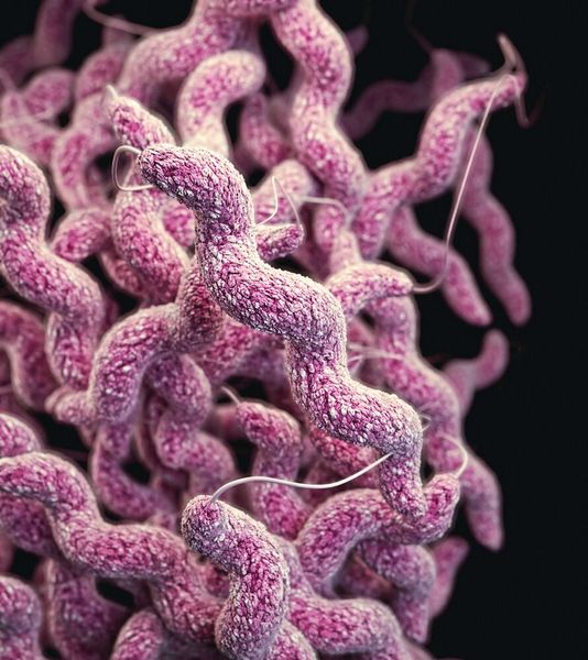  Platz 14: Campylobacter in Lebensmitteln – 12&nbsp;% Den letzten Platz der Umfrage belegen Campylobacter. Nur 12&nbsp;% der Menschen fürchten die Bakterien in Lebensmitteln. Dabei sind sie der häufigste Auslöser für bakterielle Durchfallerkrankungen  Lesetipp:  Warum man Rohmilch vor dem Trinken besser abkocht  (Bild: frei lizenziert)