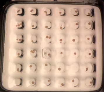 Zelluläre Sphäroide (Durchmesser jeweils ca. 100 µm), kultiviert in den Micro-Vertiefungen (BMF – Boston Micro Fabrication)