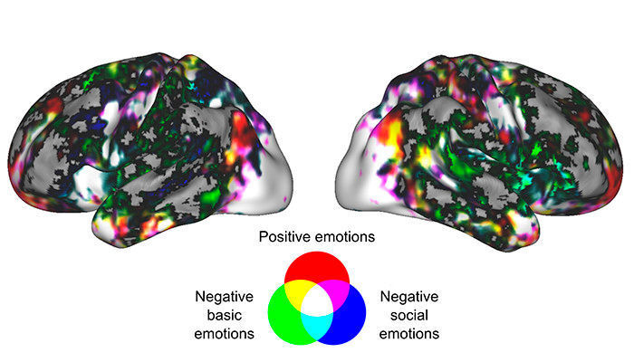 An emotional state mainly activates wide, overlapping neural networks. When comparing groups of emotions, positive emotions activate the anterior prefrontal cortex, negative basic emotions tend to activate the somatomotor and subcortical regions, and negative social emotions activate brain areas that process motor and social information. (Heini Saarimäki)