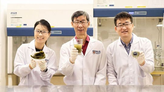 A team of NUS food scientists consisting of Assoc Prof Liu Shao Quan (centre), Dr Lu Yuyun (right) and Ms Geng Chenhan (left) pioneered a co-fermentation method that improves both the nutrient and flavor profile of kombu.(Source:  NUS)