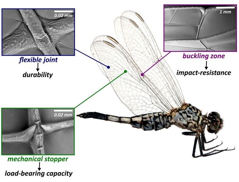 Insgesamt drei Elemente in der Struktur von Insektenflügeln sorgen dafür, dass Kollisionen und Windkräfte während des Fluges ihnen nichts anhaben können: flexible Gelenke, mechanische Stopper und Abknickzonen. (Hamed Rajabi)