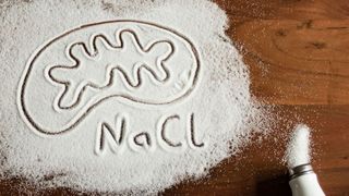 Salz stört die Funktion von Immunregulatoren (Tregs): Ihre Mitochondrien produzieren vorübergehend weniger Energie und verändern so den Zellstoffwechsel. (Bild: © Felix Petermann, Max Delbrück Center)