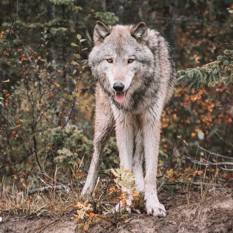 A gray wolf in the Canadian Rockies