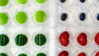 Mit Noroviren kontaminierte Äpfel, Gurken sowie Heidel- und Erdbeeren in einer Versuchsanordnung auf Multiwell-Platten. (Technische Hochschule Ostwestfalen-Lippe)