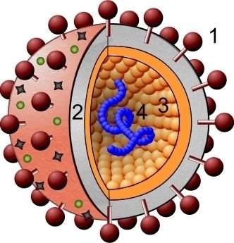 Aufbau des BVD-Virus: [1] Spikes, [2] Hülle, [3] Proteinschale, [4] Genom. (Bild: BVD-Info.ch)