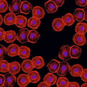 Abb.3: Fluorezenzmikroskopie ist ein wichtiges Tool, z. B. für die Biomedizin. Die Aufnahmen erfordern hochauflösende Kameras.(Bild:  ©Ellen - stock.adobe.com)
