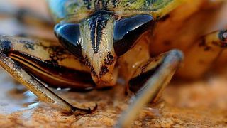Sechsbeinige Insekten wechseln die Gangart, wenn sie schneller laufen. Das könnte auch bei Robotern sinnvoll sein.  (gemeinfrei)