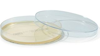 Sterile, gebrauchsfertige Nährmedienplatten von Carl Roth (Bild: Carl Roth)