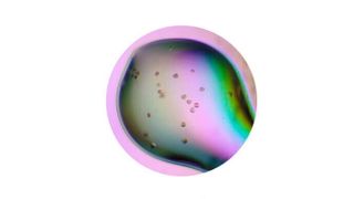 Protein crystals of CntA enzyme. (University of Warwick)