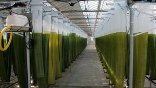 Polyethylenschläuche mit Meeresalgen in der Algen-Produktionsanlage. Am unteren Ende der Schläuche wird die Biomasse entnommen.  (Bild: Forschungszentrum Jülich)