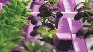 Pflanzenwachstum: Durch den Einsatz von speziellen LEDs, deren Wellenlängen genau auf das Wachstum von Pflanzen abgestimmt ist, lässt sic (Bild: Osram Opto Semiconductoors)