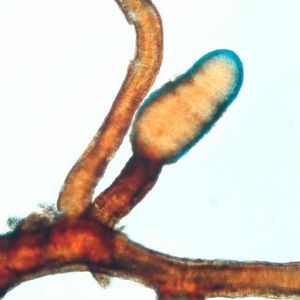 (Artemis Treindl/ETH Zürich)