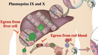 Illustration des Zyklus von Plasmodien und Stelle, an der die „Parasitenfalle“ wirkt. (Ausschnitt) (© Universität Bern)