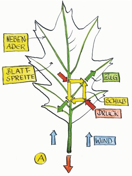 Bild 1: Die Seitenadern vieler Blätter sind unter 45° an der Hauptader angebunden, wenn die Mechanik das Design dominiert. (Archiv: Vogel Business Media)