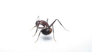 Eine Ameise (Camponotus cf. nicobarensis), die gerade versucht, Ameisensäure aus ihrer Giftblase zu schlucken (Bild: Simon Tragust)