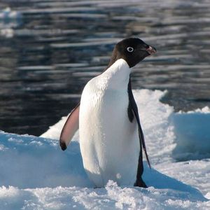 An Adelie penguin photographed by Prof Bethan Davies. Adelie penguins are highly dependent on sea ice coverage and a healthy population of krill, both of which are placed at risk by the climate crisis; in the western Antarctic Peninsula they have been partially replaced by the gentoo penguin, which is less dependent on ice and has a slightly more adaptable diet.  (Source:  Prof Bethan Davies)