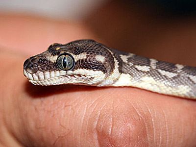 36 lebende Schlangen im Handgepäck gingen bei der Kontrolle am Flughafen München nicht mehr unbeanstandet durch. Dieser größte Fund lebender Tiere in den vergangenen Jahren hat den Besitzer, einen 22-jährigen Australier, in Untersuchungshaft gebracht. (Archiv: Vogel Business Media)